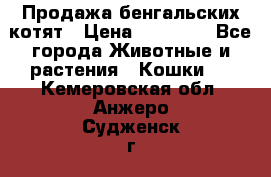 Продажа бенгальских котят › Цена ­ 20 000 - Все города Животные и растения » Кошки   . Кемеровская обл.,Анжеро-Судженск г.